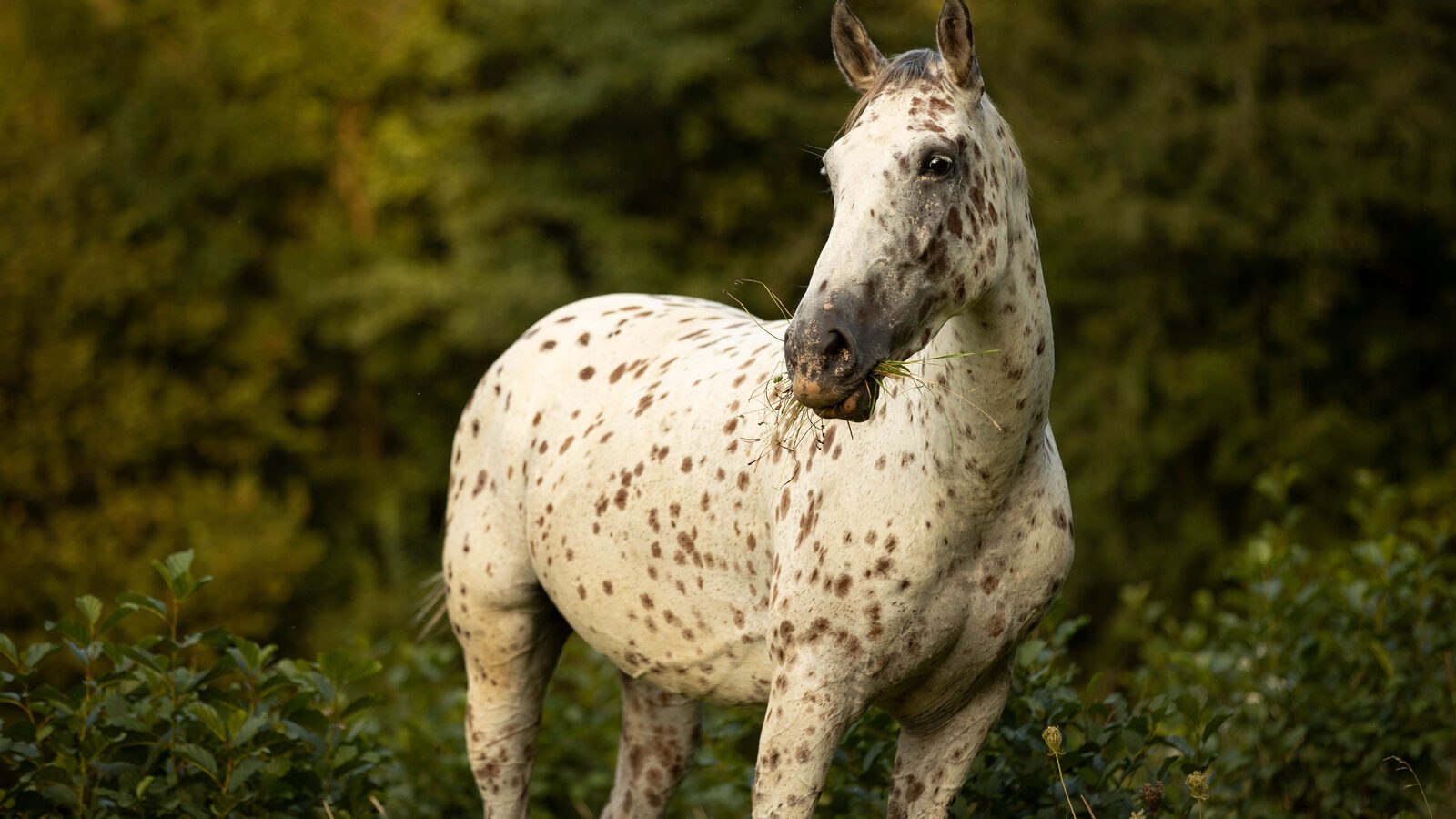 Appaloosa