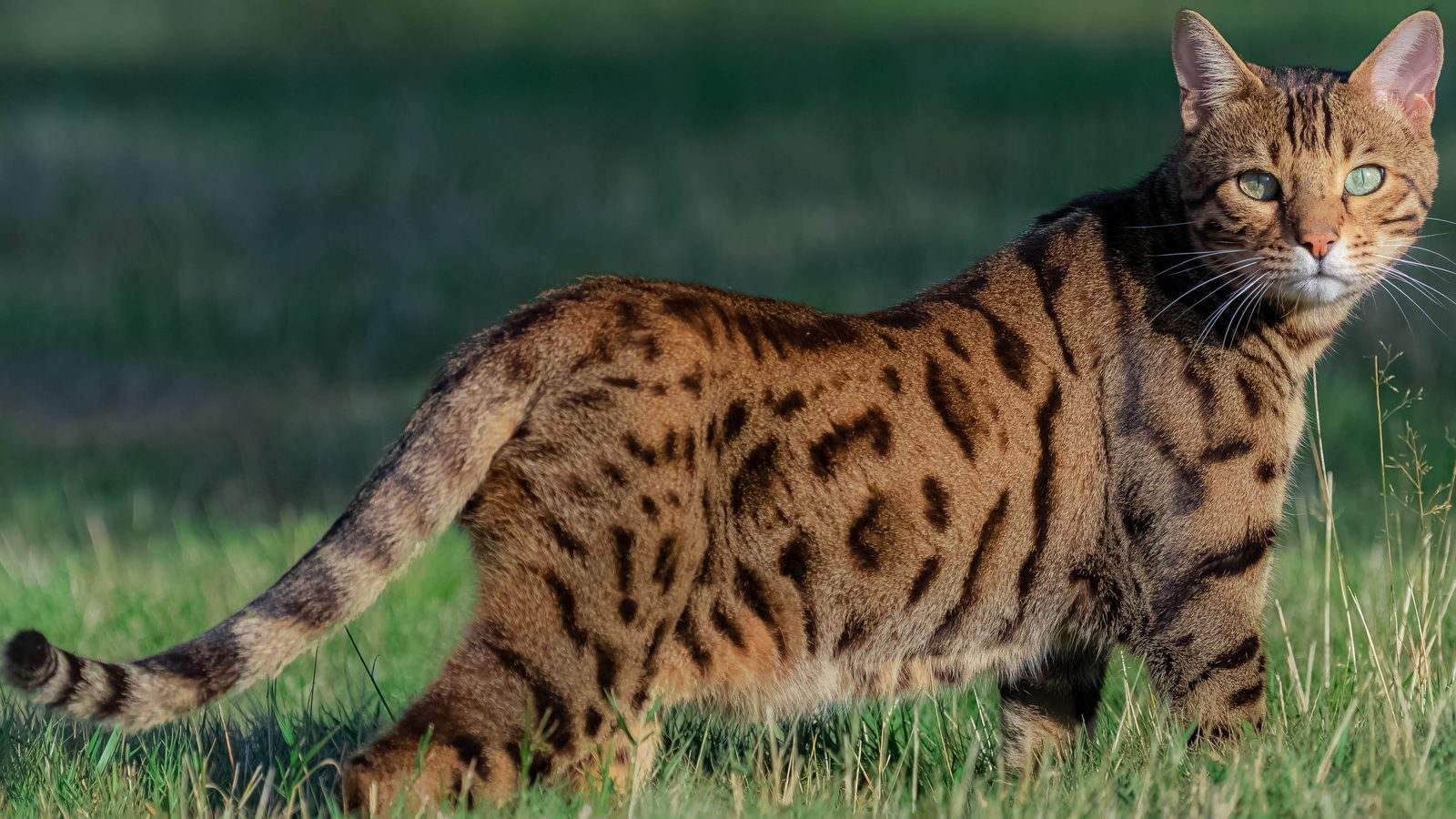 Bengal