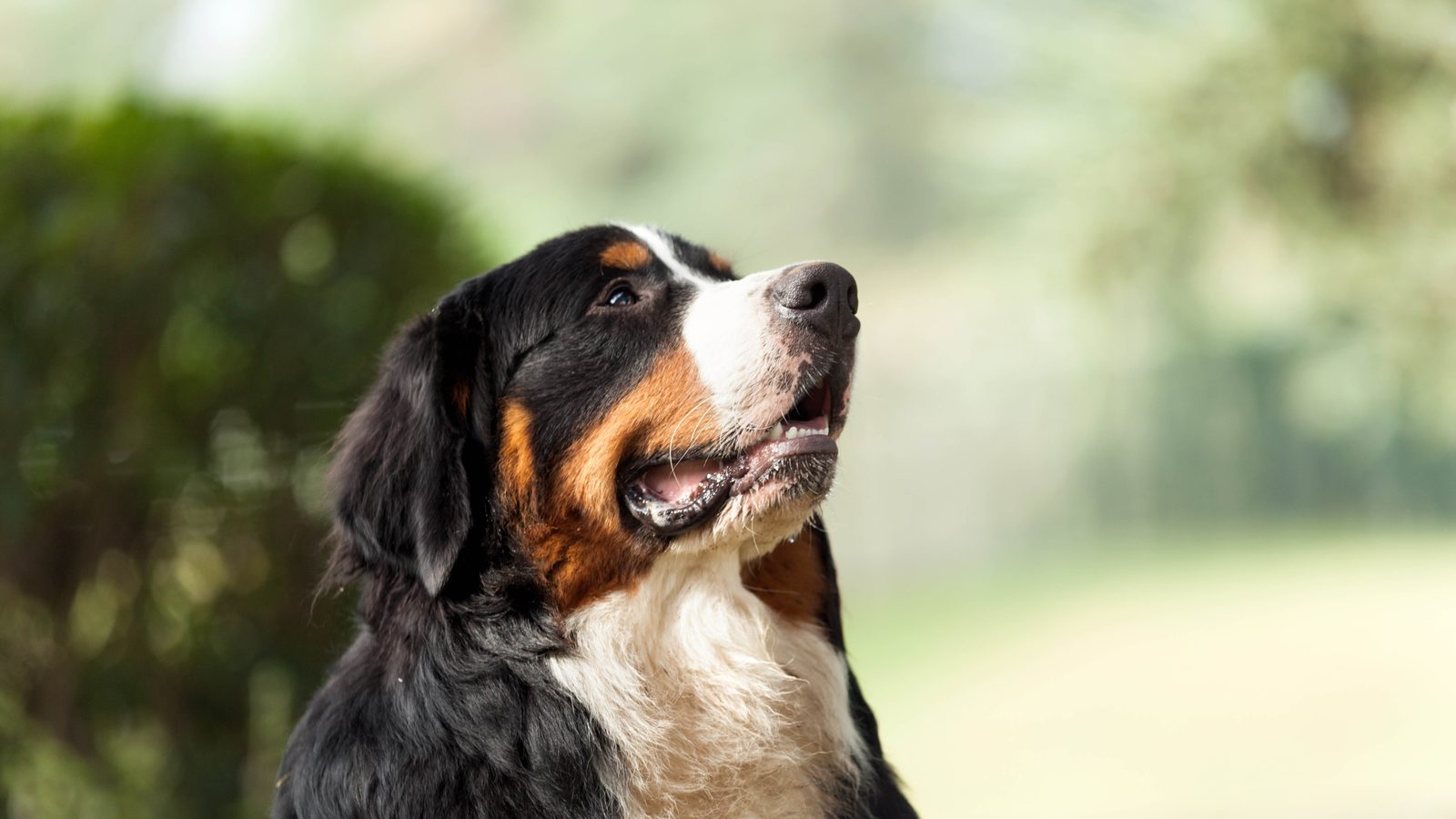 Berner Sennenhund