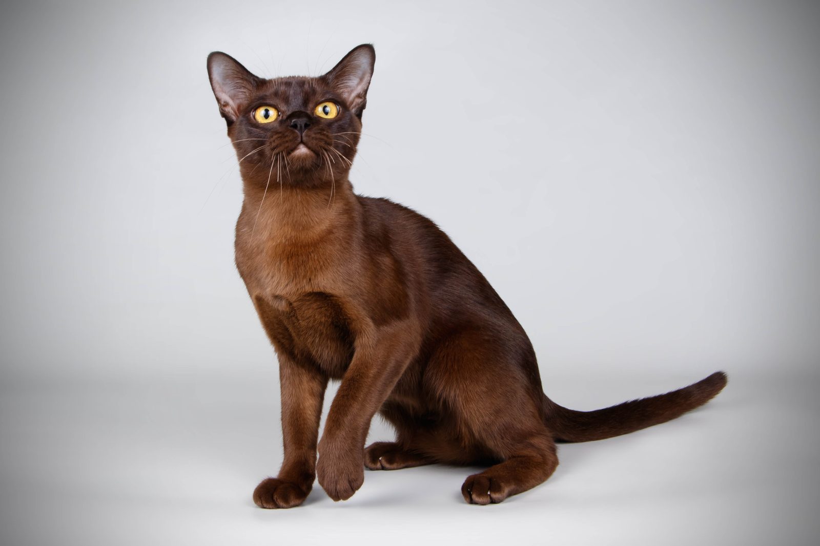 Burmese
