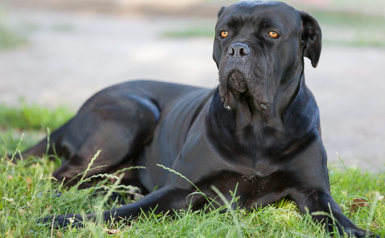 Cane Corso