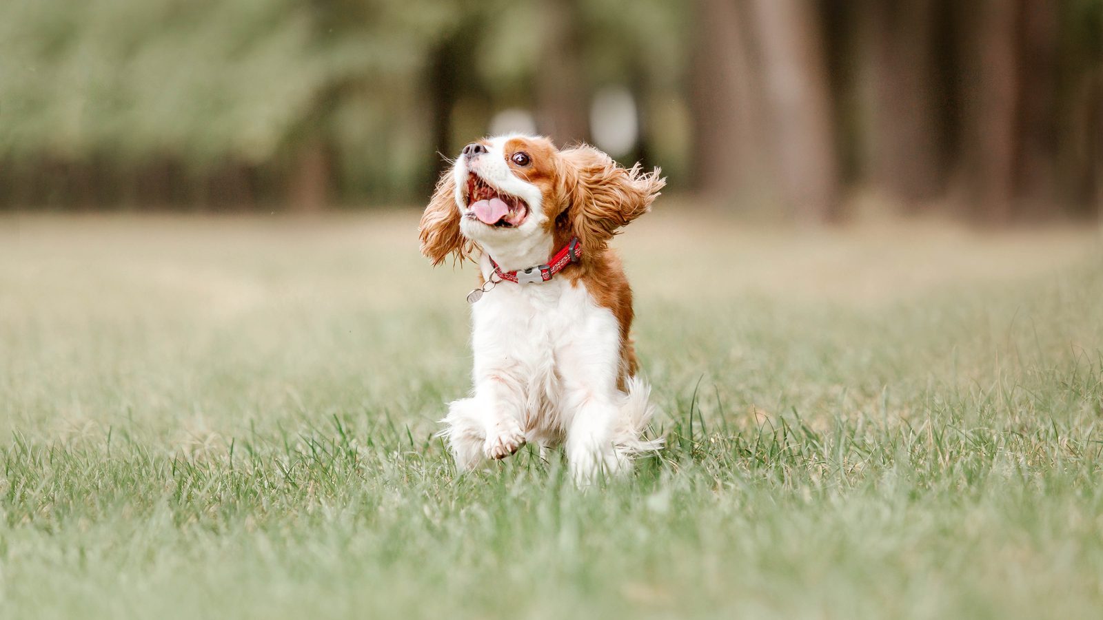 Cavalier King Charles Spaniel