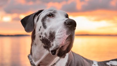 Deutsche Dogge
