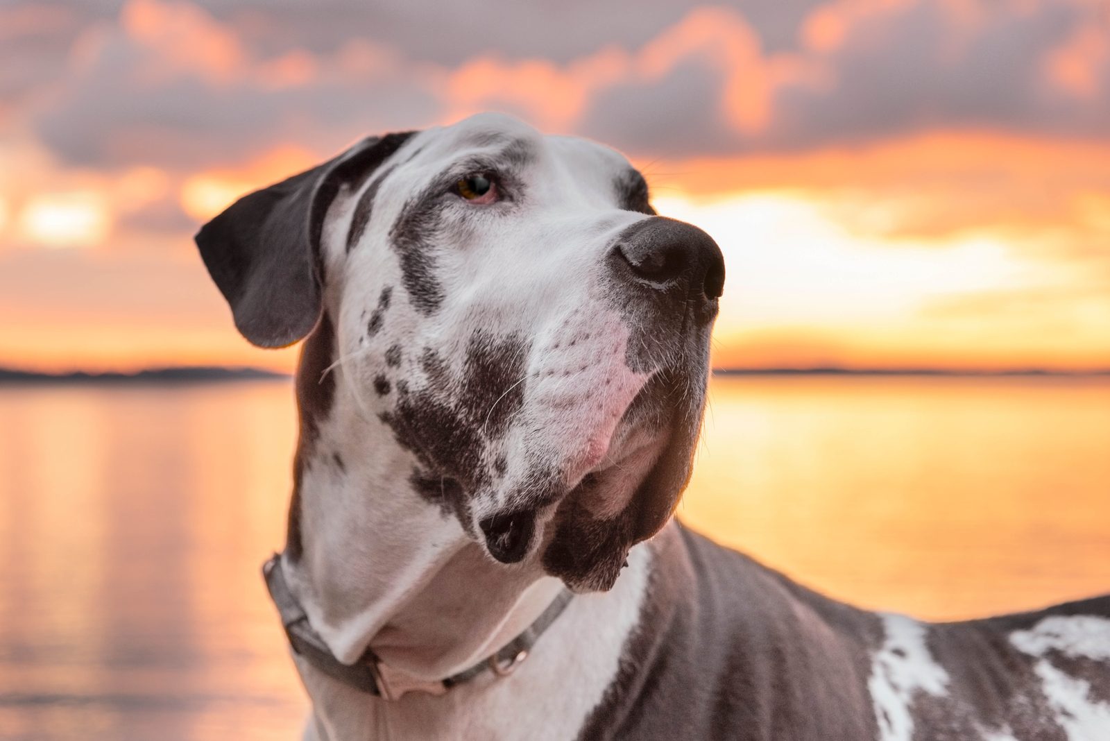 Deutsche Dogge