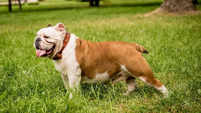 Englische Bulldogge