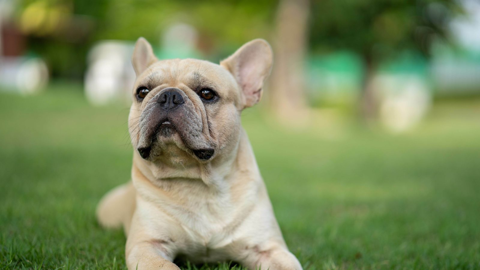 Französische Bulldogge