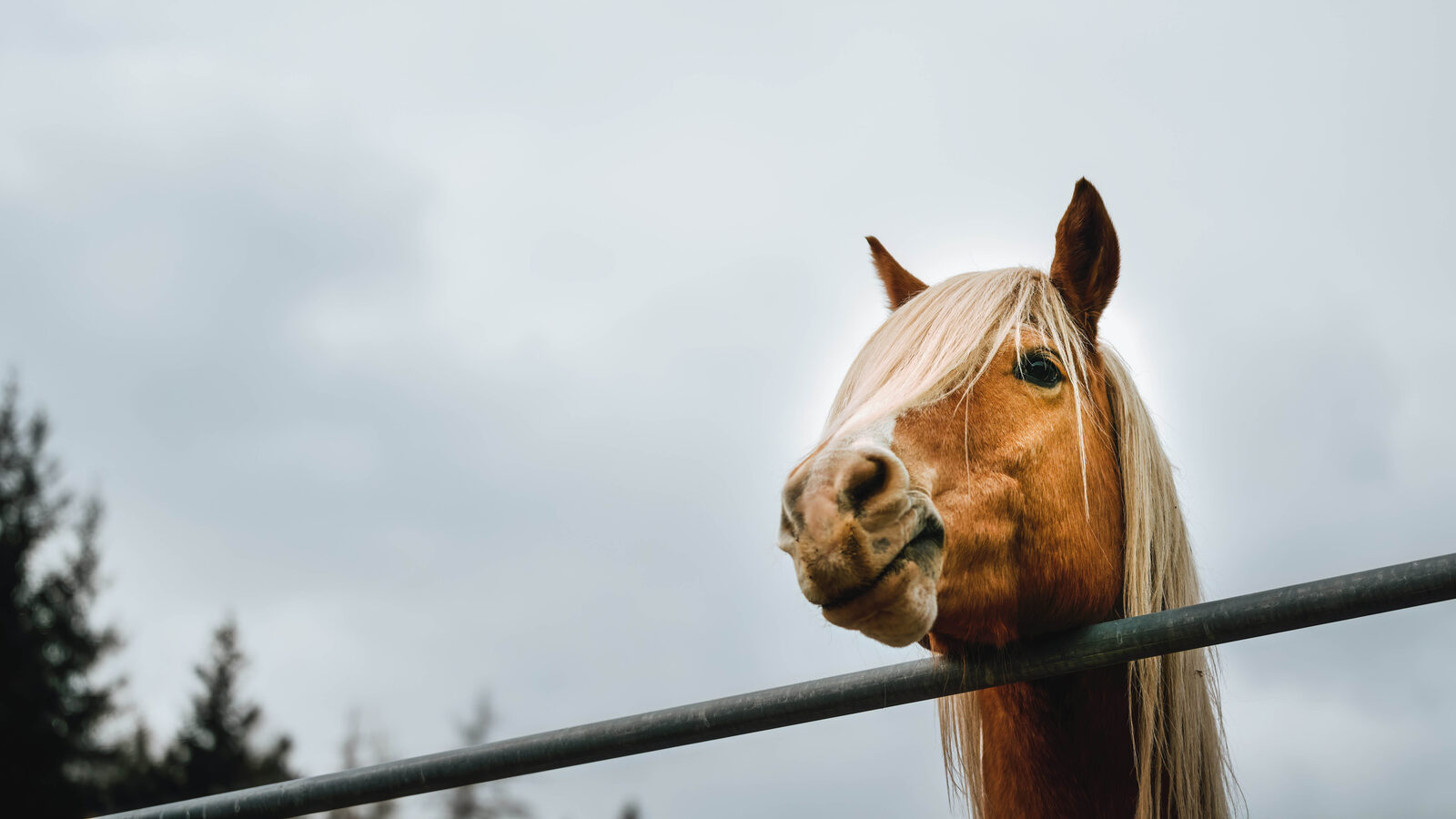 Haflinger