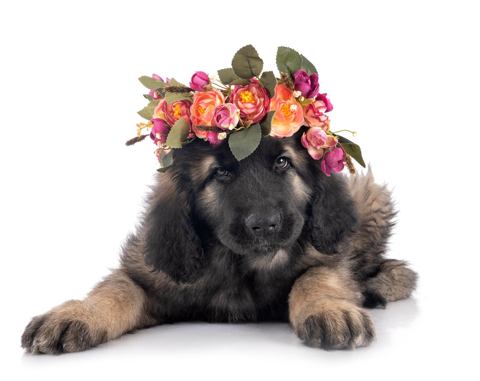 Leonberger