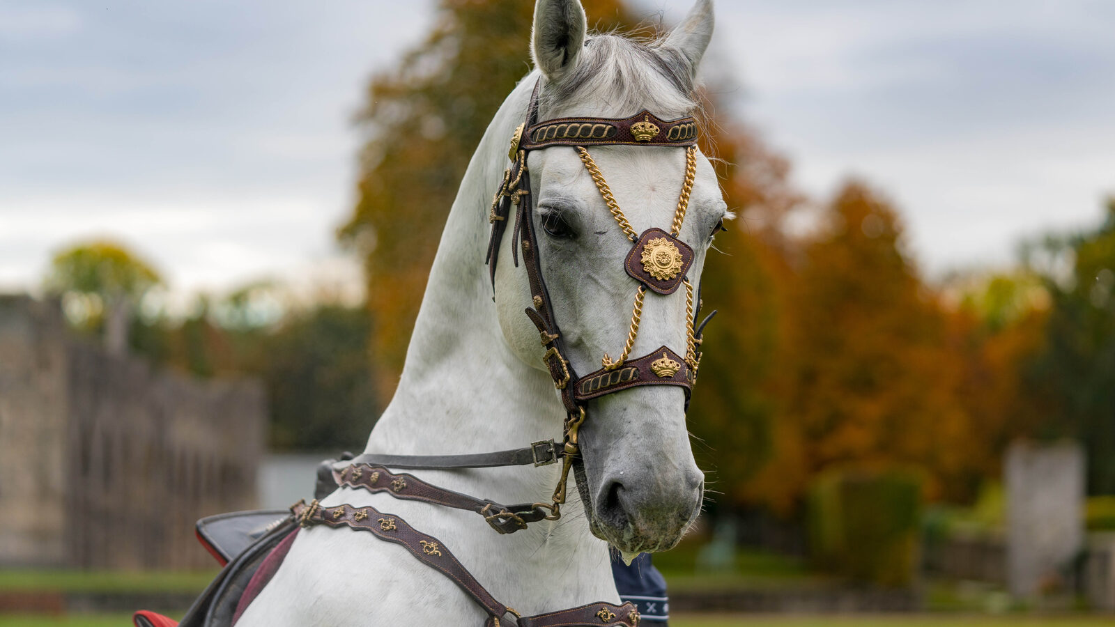Lipizzaner