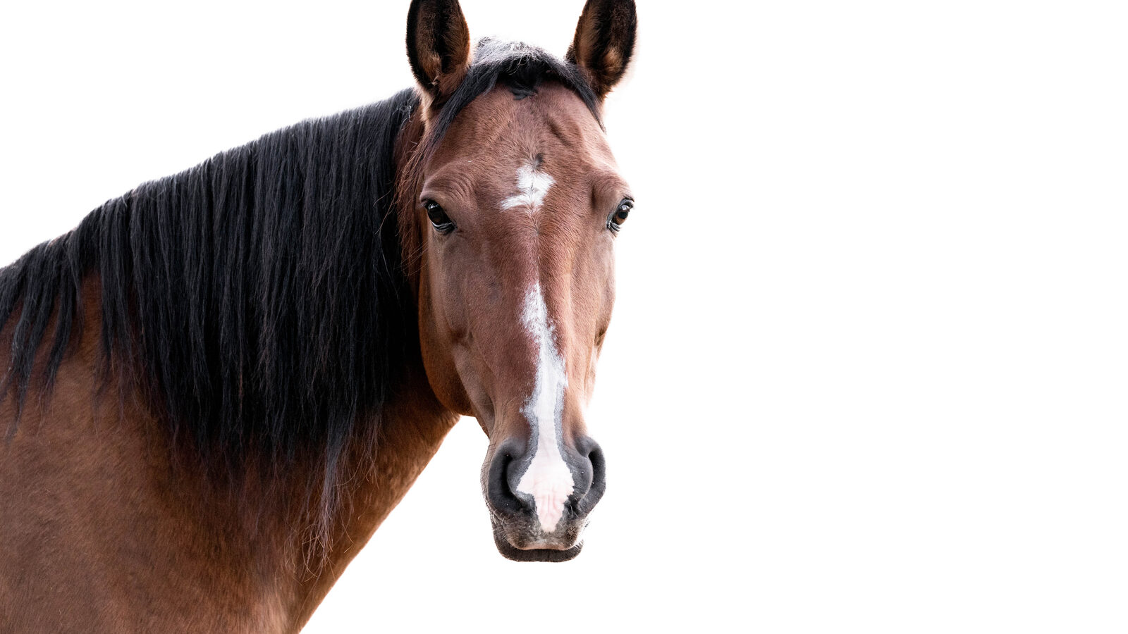 Lusitano
