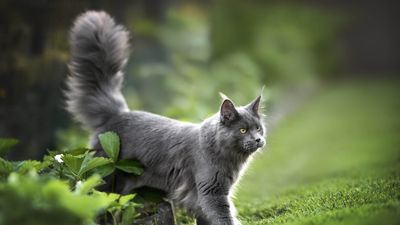 Maine Coon
