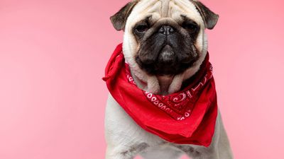 Mops
