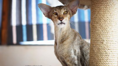 Oriental Shorthair