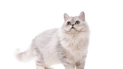 Perserkatze