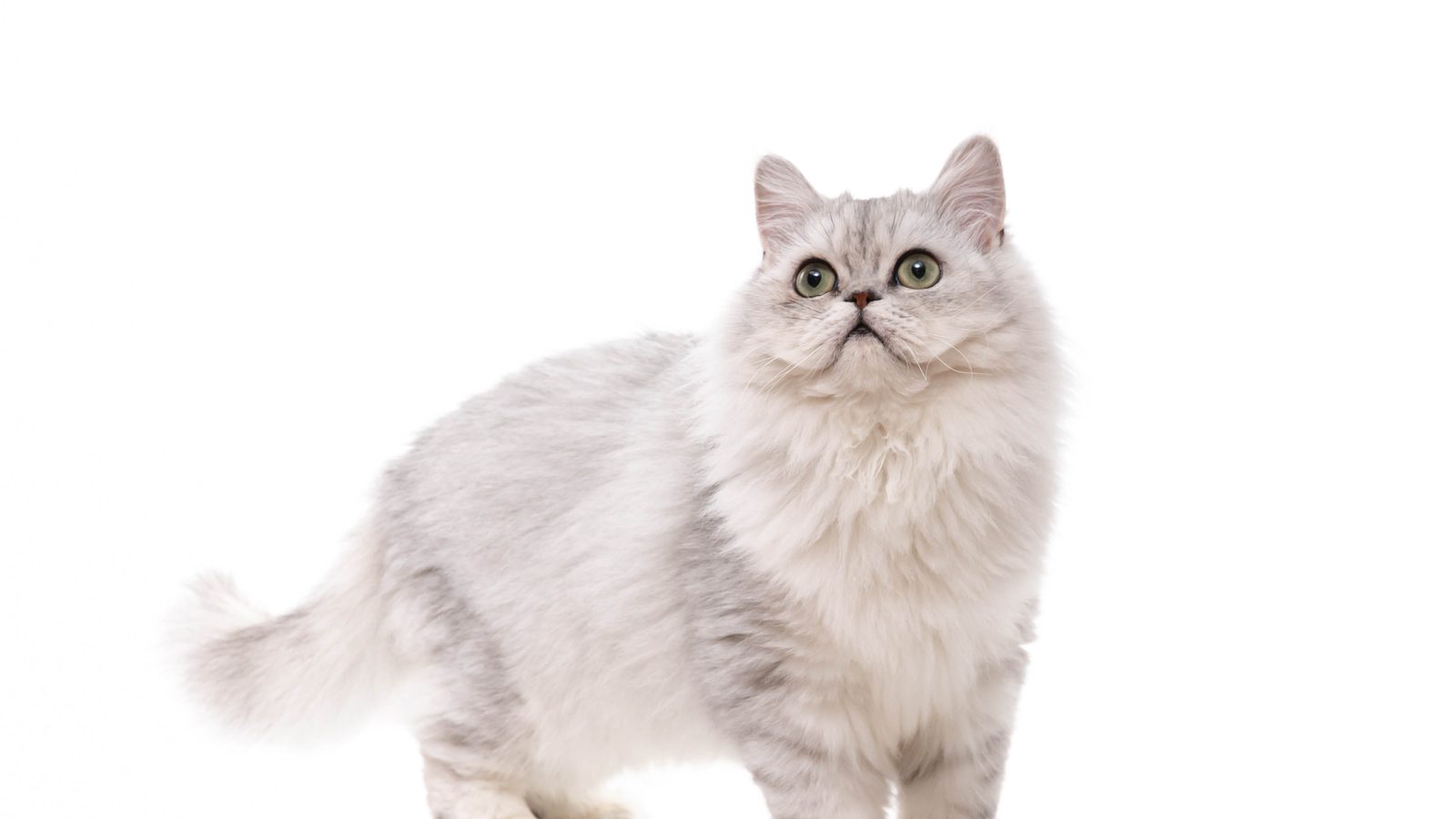 Perserkatze