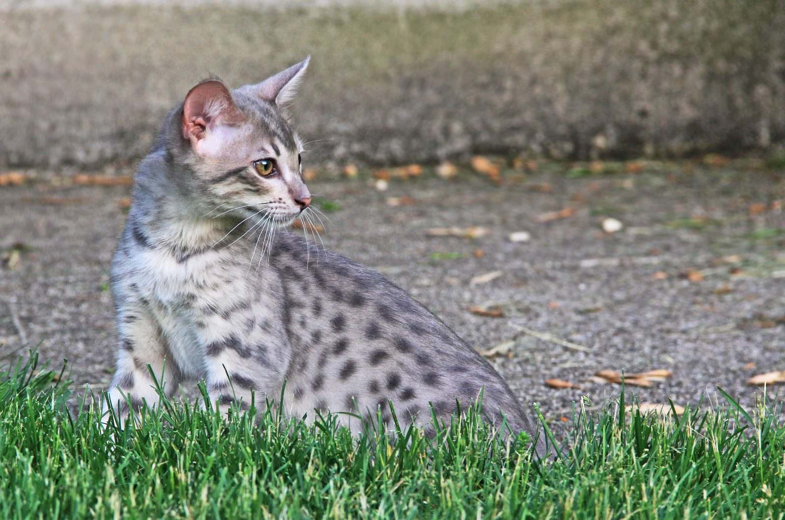 Savannah