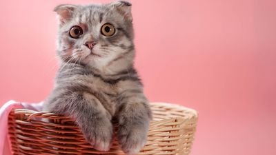 Scottish Fold