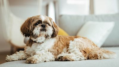 Shih Tzu