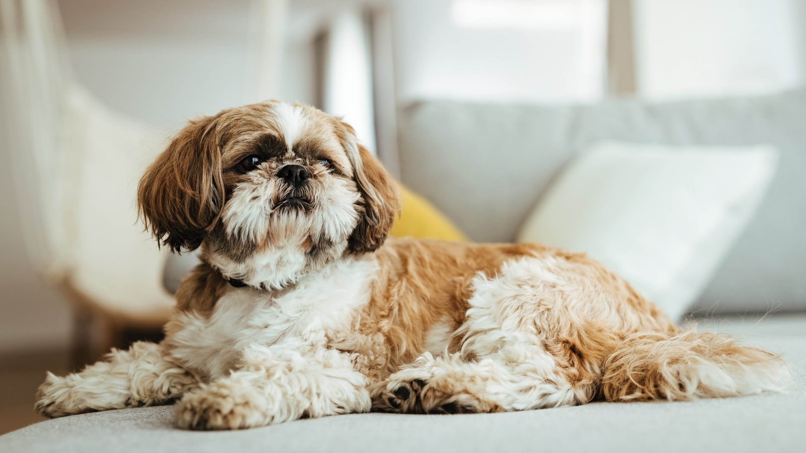 Shih Tzu