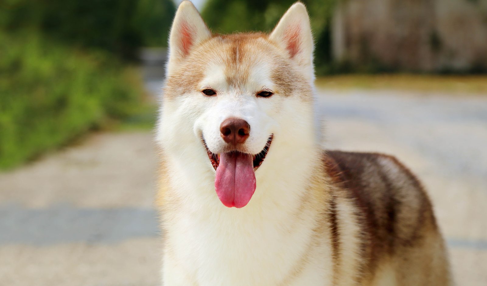 Siberian Husky