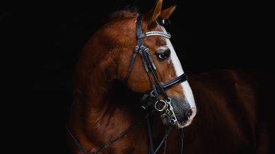 Trakehner