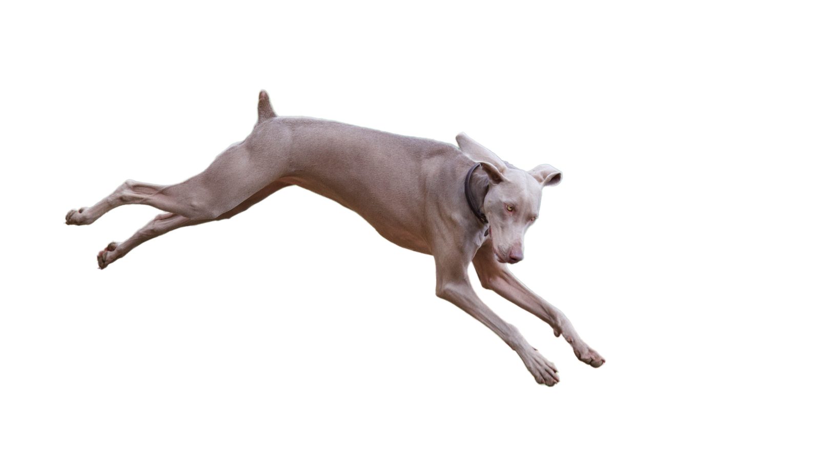Weimaraner