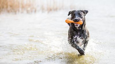 Blaualgen im Badesee: Warum ein kurzes Bad für Hunde tödlich enden kann