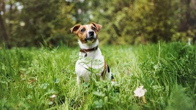 Herbstgrasmilben: Warum Ihr Hund oder Ihre Katze jetzt plötzlich kratzt