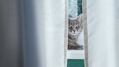 Kippfenster-Syndrom: Warum das Lüften im Sommer für Katzen lebensgefährlich ist