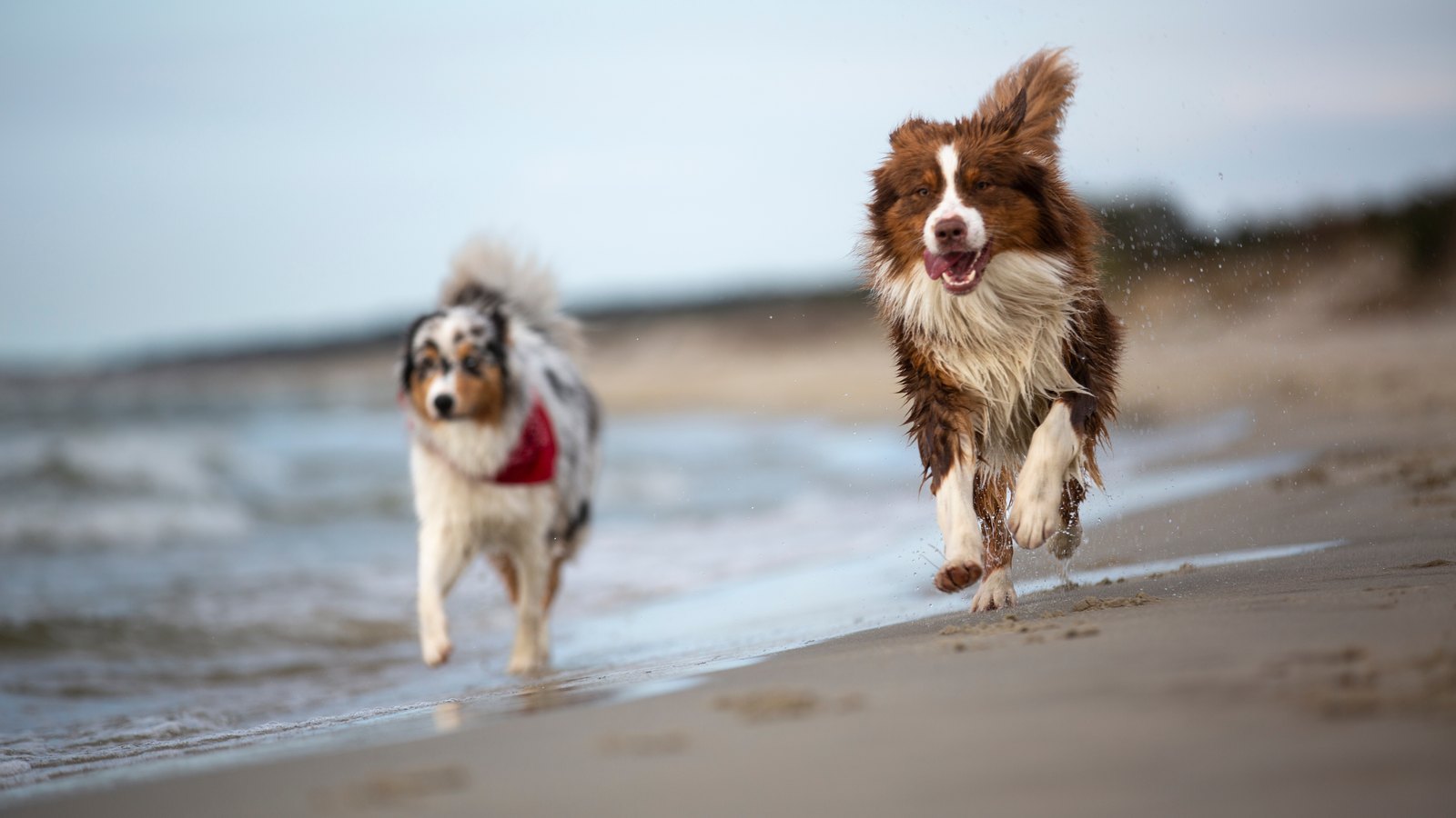 Leishmaniose ist seit März 2026 meldepflichtig - was Urlaubsrückkehrer mit Hund jetzt wissen sollten