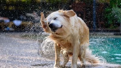 Wasserrute beim Hund: Wenn die Rute nach dem Badetag plötzlich hängt
