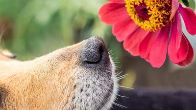 Wespenstich beim Hund: Wann Kühlen reicht - und wann es ein Notfall ist
