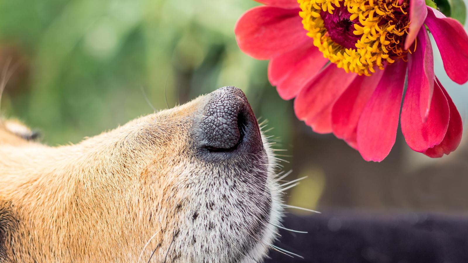 Wespenstich beim Hund: Wann Kühlen reicht - und wann es ein Notfall ist